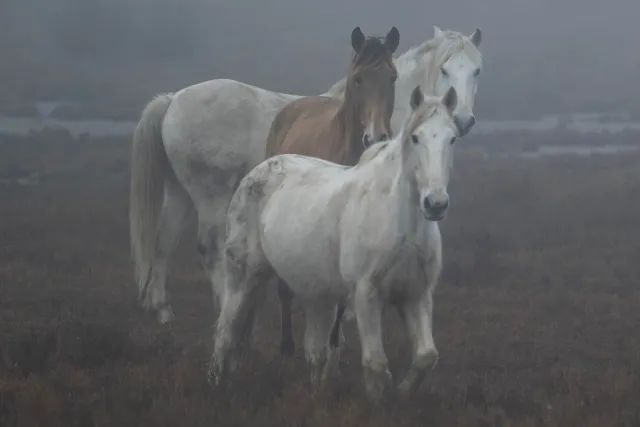 Wild horses in the Camargue