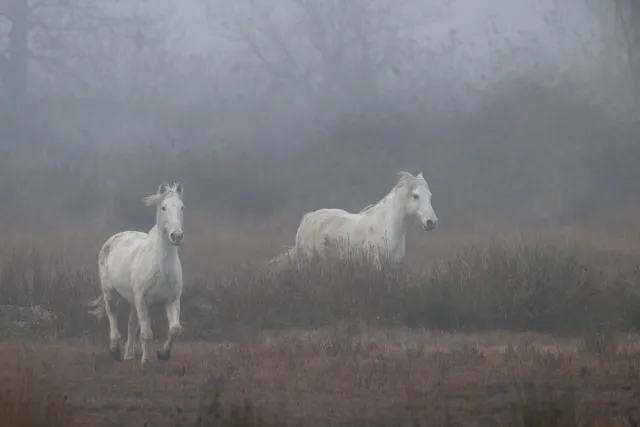 Wild wild horses in the Camargue