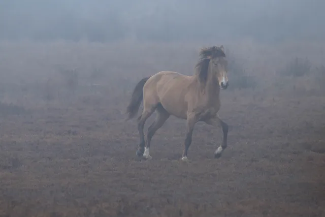 Wild horse in the Camargue