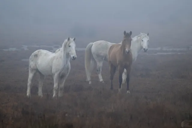 Wildpferde in der Camargue