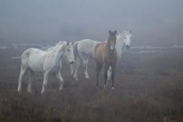 Wild horses in the Camargue