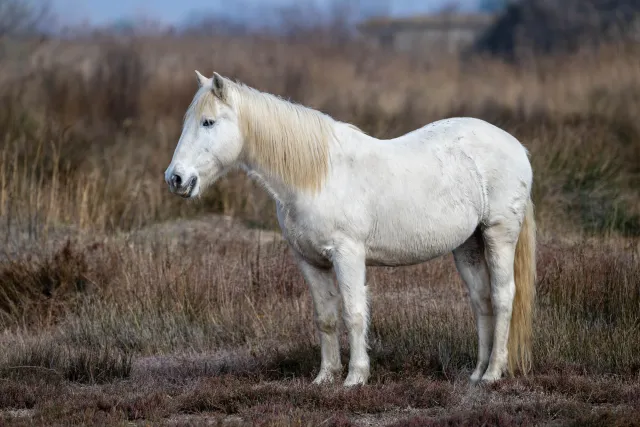 Wildpferd in der Camargue