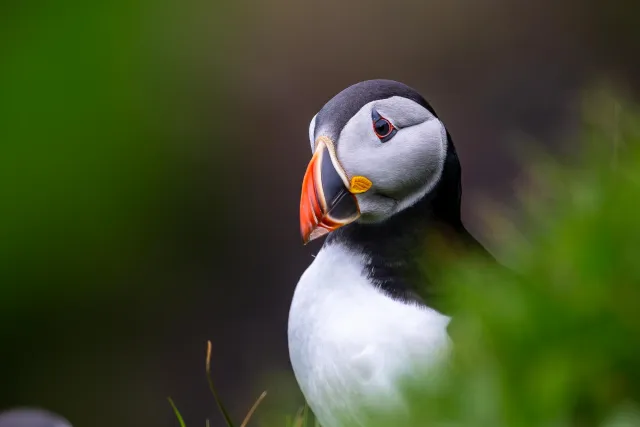 Puffins at Mulafossur waterfall on Vágar